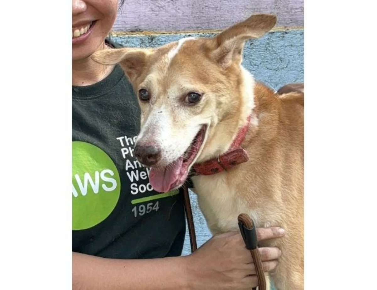 A dog under the care of PAWS (Photo from PAWS Facebook page/MANILA BULLETIN)