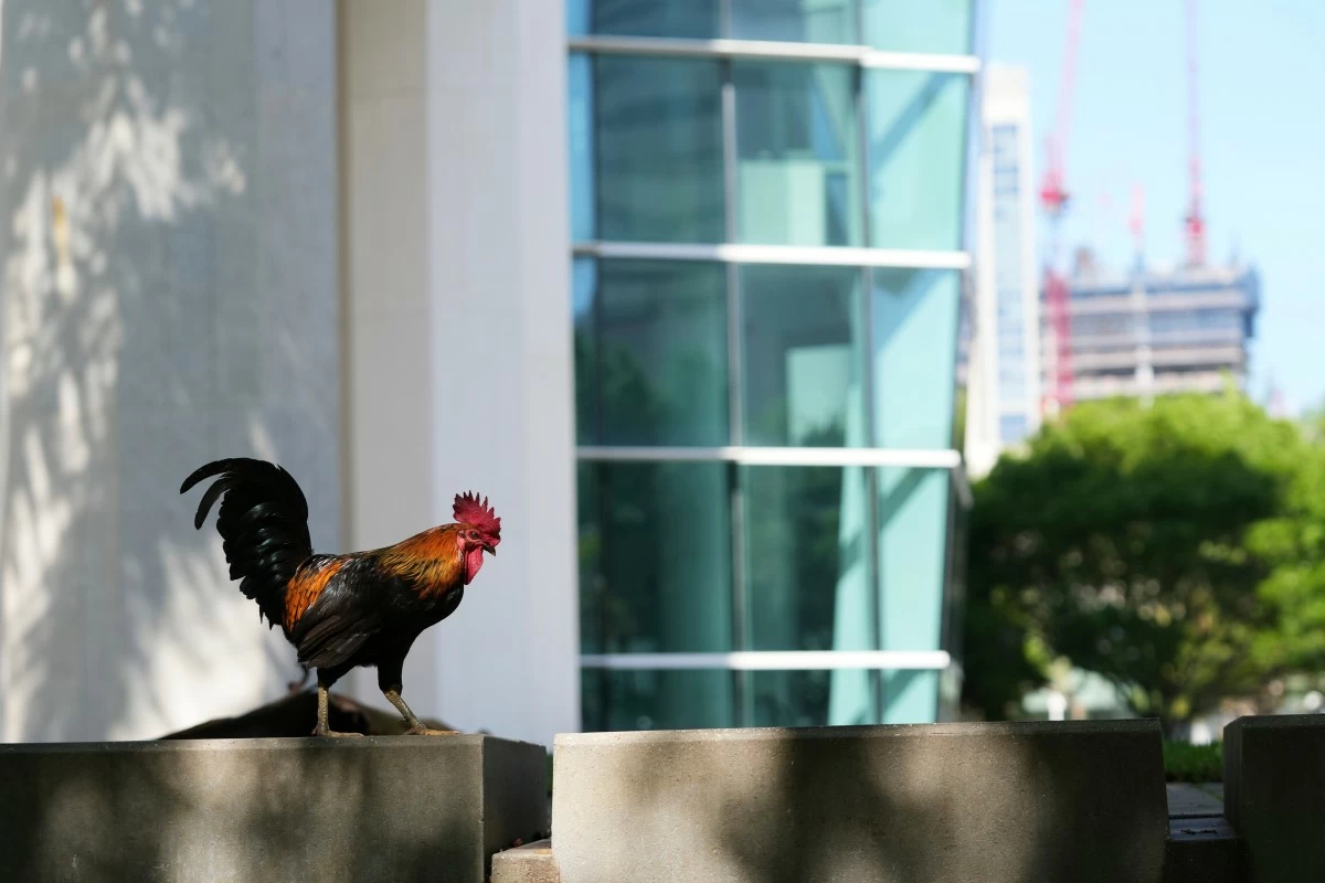 A ROOSTER sits outside the Wilkie D. Ferguson Jr. United States Courthouse, Tuesday, May 13, 2025, in Miami. (AP)