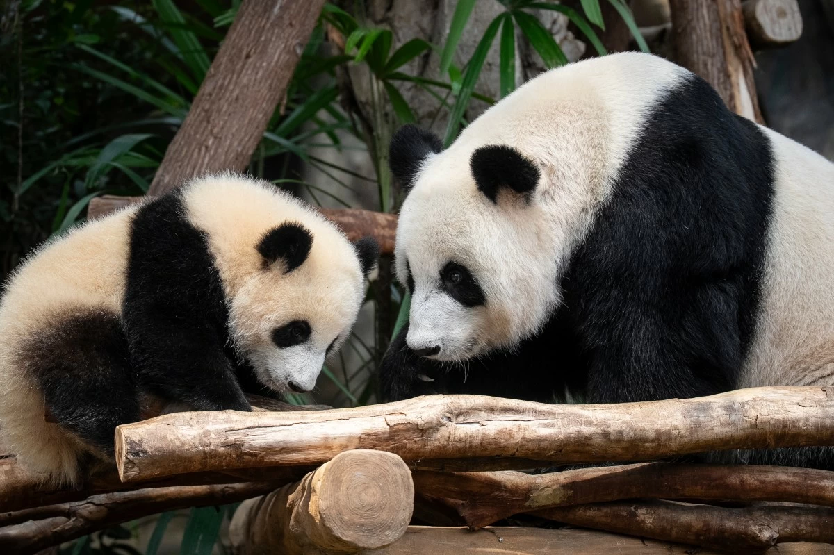 GIANT panda Ying Ying (right) and her daughter Jia Jia are seen at their enclosure in Ocean Park in Hong Kong, Tuesday, May 27, 2025. (AP)
