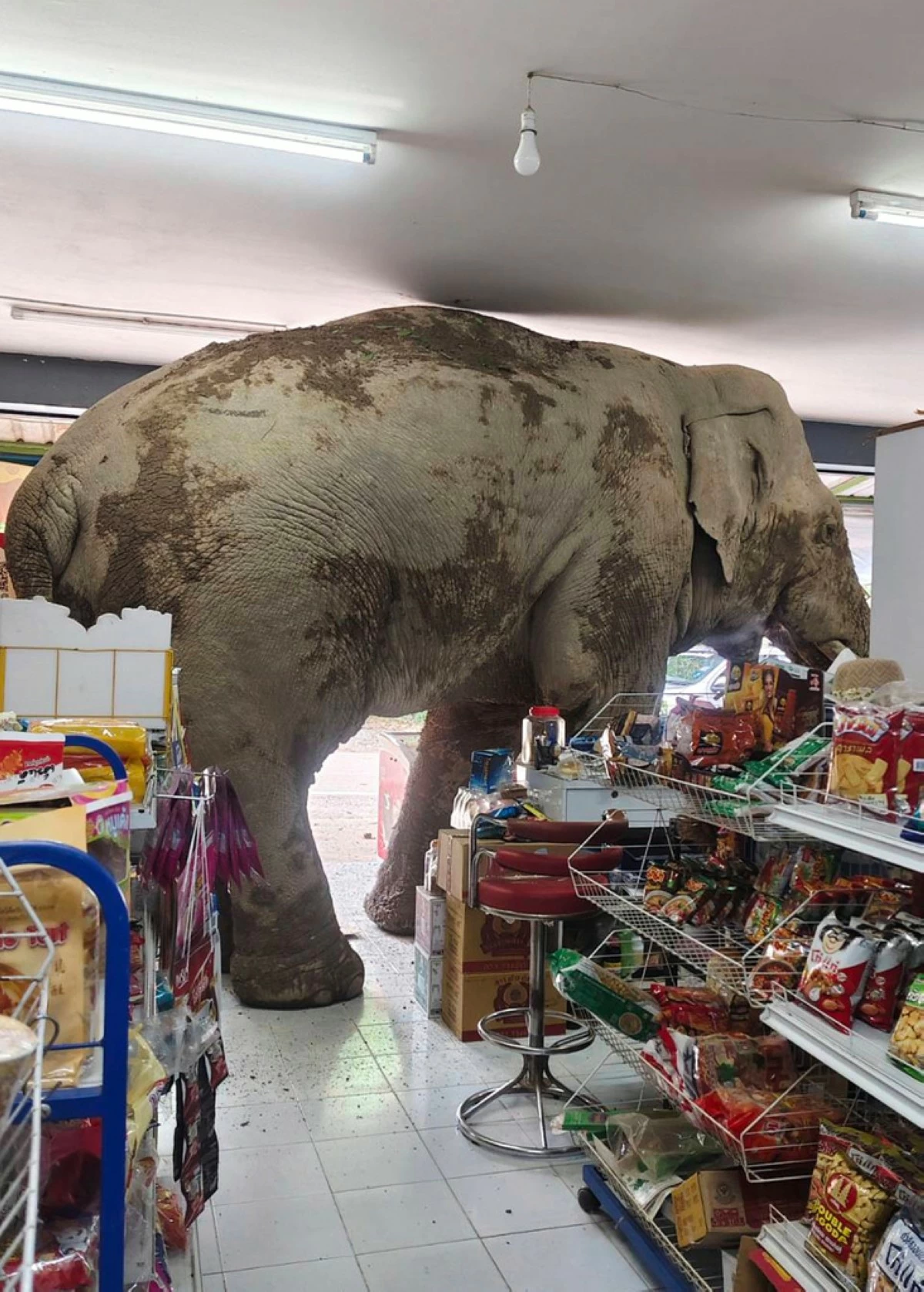 The male elephant, named Plai Biang Lek, ransacks sweet rice crackers at shop in Nakhon Ratchasima province, Thailand, Monday, June 2, 2025. (Kanokporn Sriboon via AP)