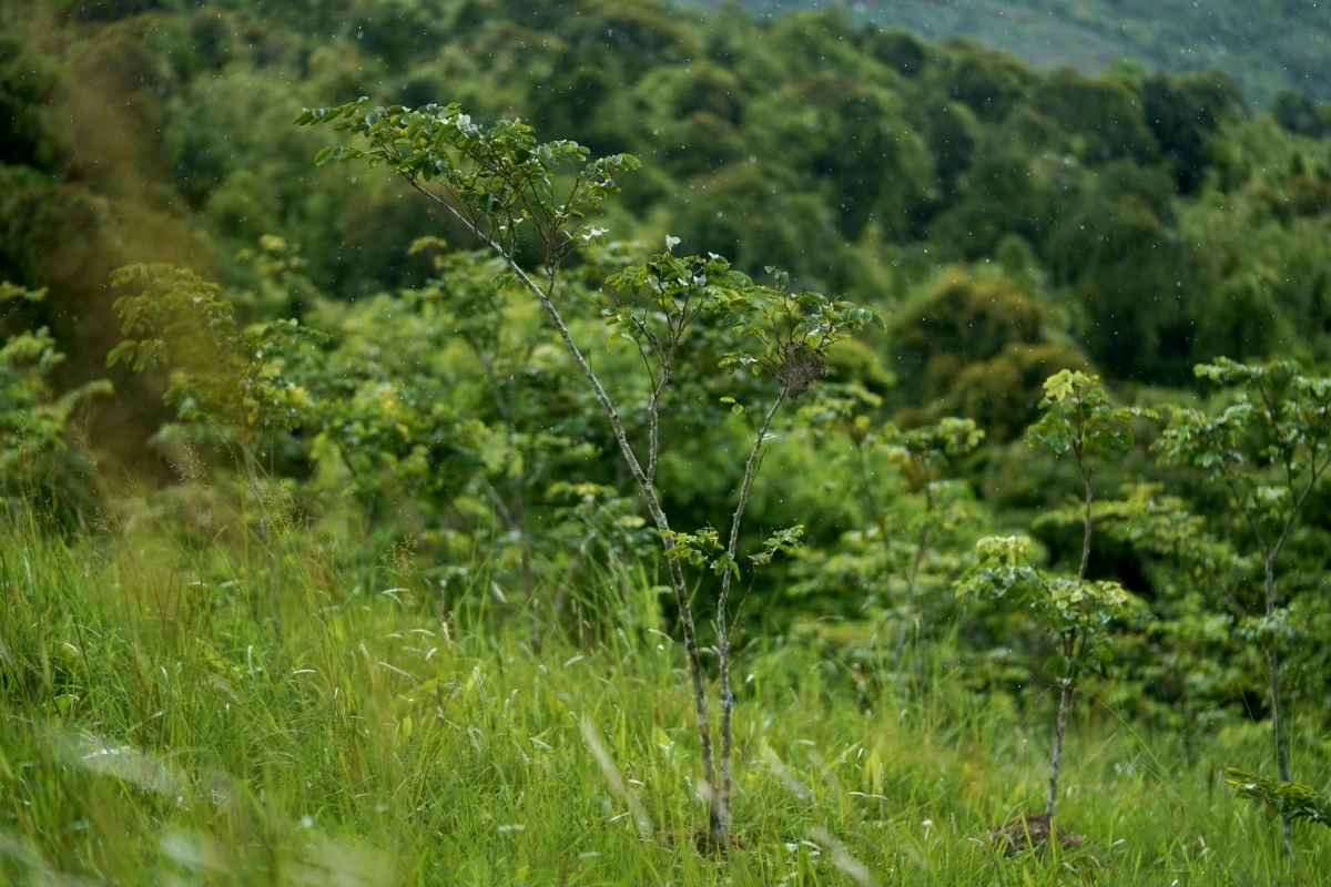 A forest of native trees is regrowing at the Masungi Geopark Project in Rizal Province.