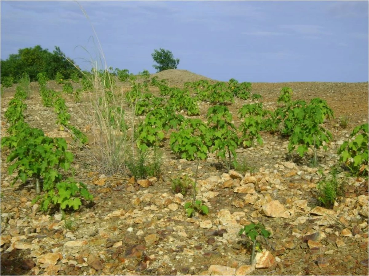 The site in 2008 showed signs of life after Bioremediation.