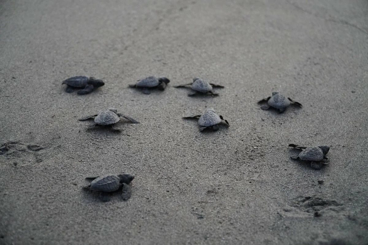 Emerging from their nests, sea turtle hatchlings crawl to the water’s edge and swim out to sea.
