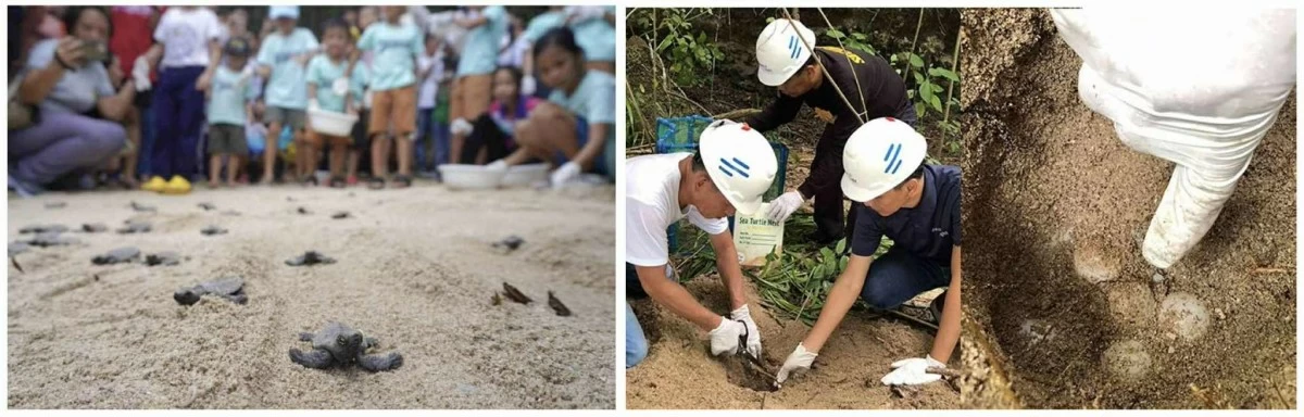 Pawikan rescue center. The Aboitiz Cleanergy Park serves primarily as a hatchery and rescue center facility for marine turtles. The protection and care of marine turtles in Punta Dumalag is important as pawikans in the area were prone to poaching and illegal fishing practices.