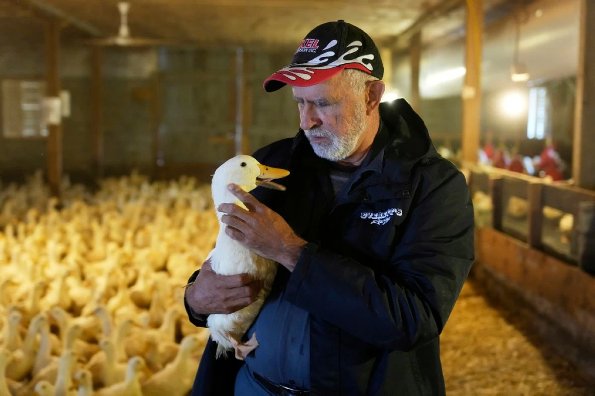 Doug Corwin, president of Crescent Duck, picks up one of his ducks at the Crescent Duck Farm in Aquebogue, N.Y., Thursday, May 22, 2025. (AP Photo/Seth Wenig)