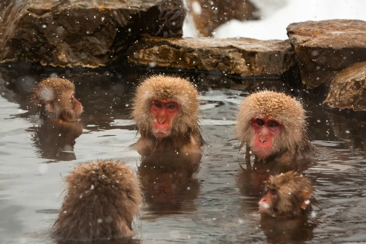 SOOTHING SOAK Monkeys in Jigokudani Monkey Park can often be spotted enjoying the hot springs in small groups.