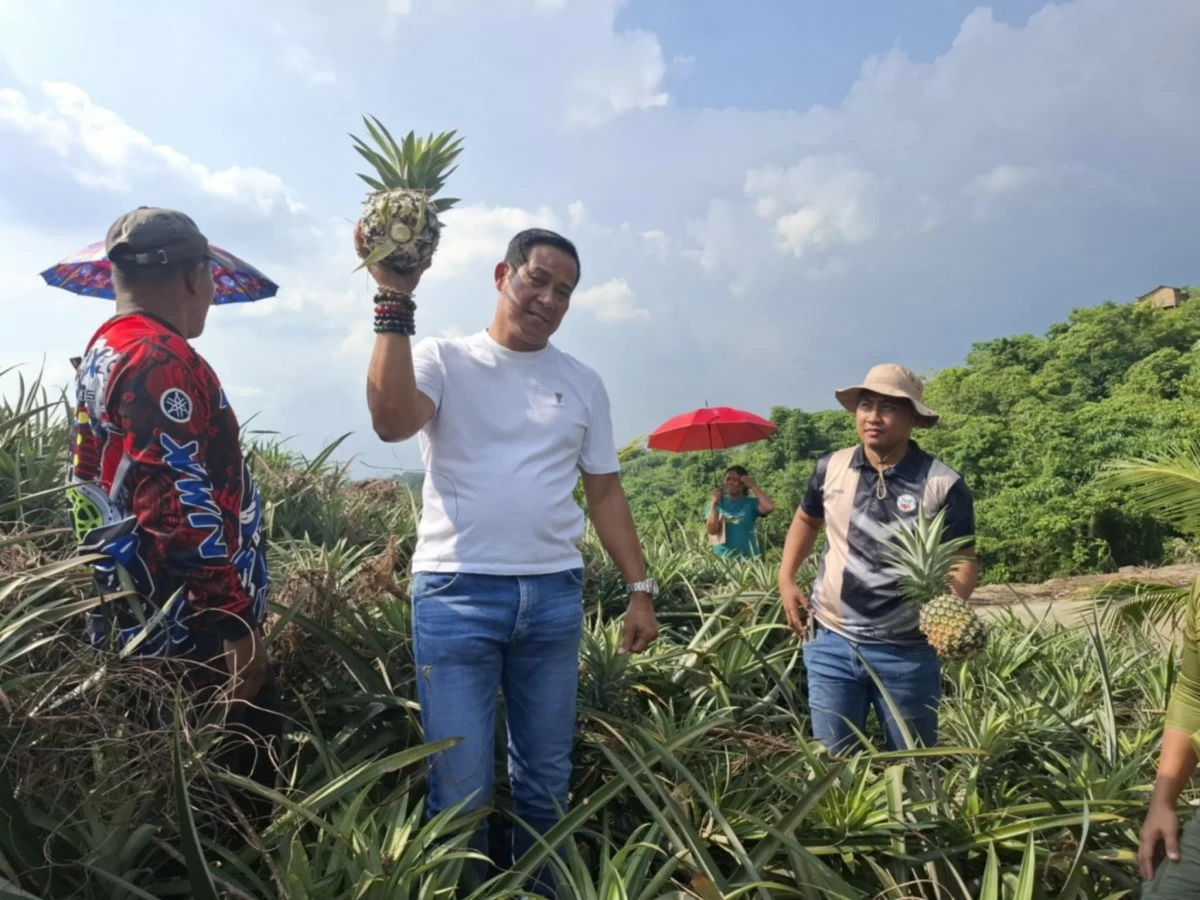 Governor Daniel Fernando picks pineapples at the farm of Larry Periy in Barangay Kalawakan Proper in the mountain town of Doña Remedios Trinidad, Bulacan on Wednesday, June 25, 2025. (Photo courtesy of Thony Arcenal)