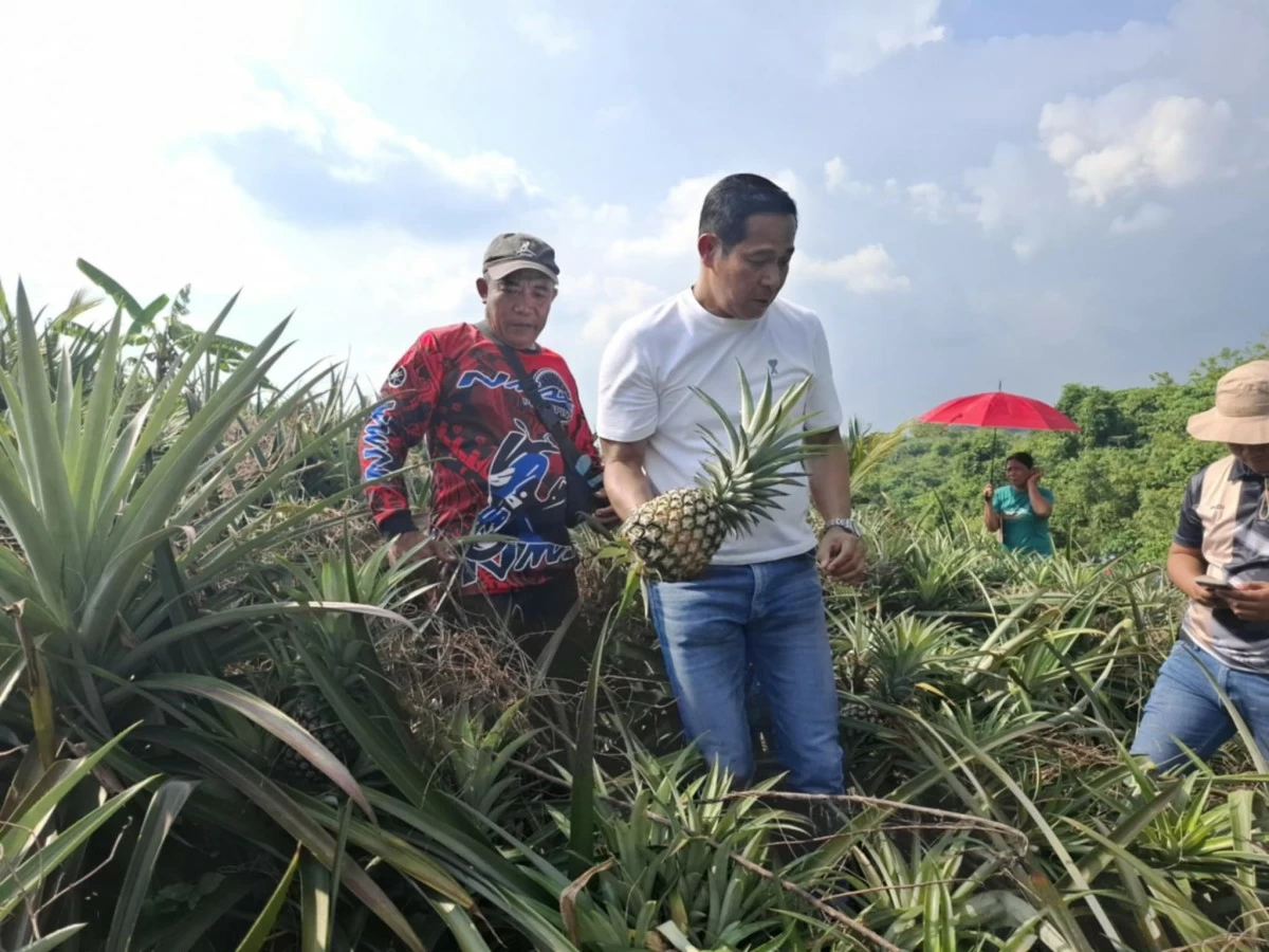 Governor Daniel Fernando picks pineapples at the farm of Larry Periy in Barangay Kalawakan Proper in the mountain town of Doña Remedios Trinidad, Bulacan on Wednesday, June 25, 2025. (Photo courtesy of Thony Arcenal)