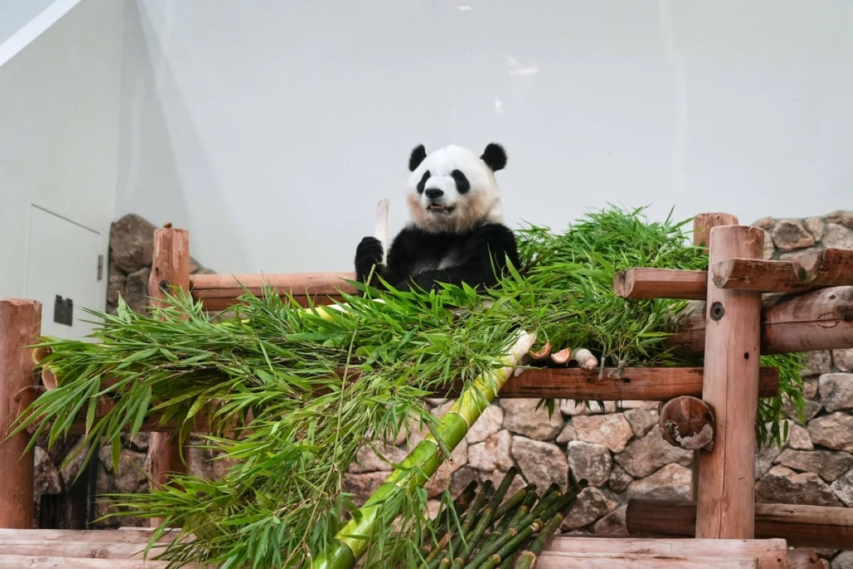Giant panda Saihin, one among the four pandas on loan to Japan which will soon be heading back to China sits inside an enclosure at Adventure World in Shirahama, Wakayama Prefecture, Japan, Friday, June 27, 2025. (AP Photo/Ayaka McGill)