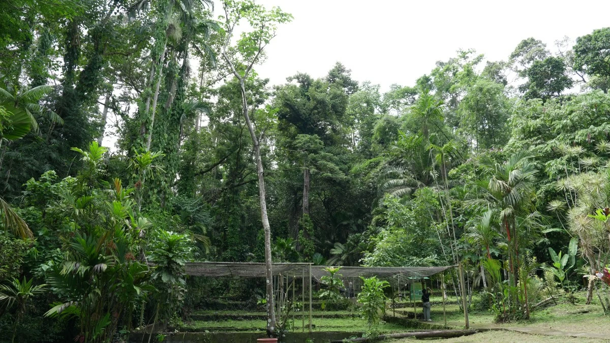 Palm Garden at the Makiling Botanic Gardens