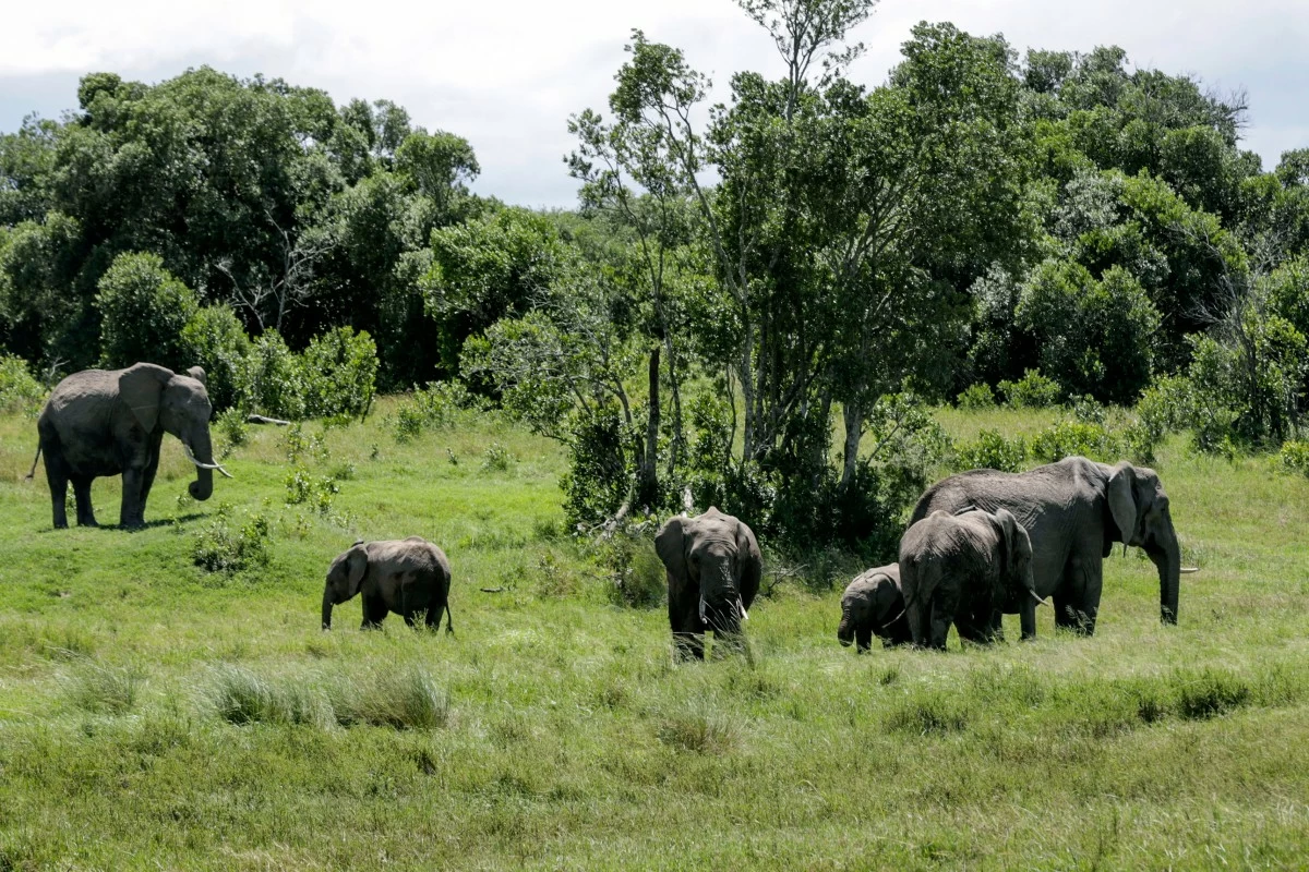 A family of elephants graze in Kenya, Saturday, May 2, 2020. (AP Photo/Khalil Senosi, File)