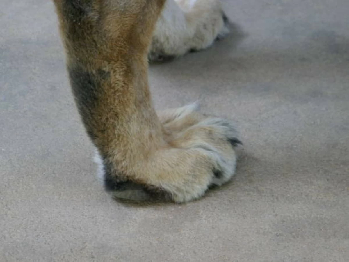 Istockphoto-Lion leg and paw