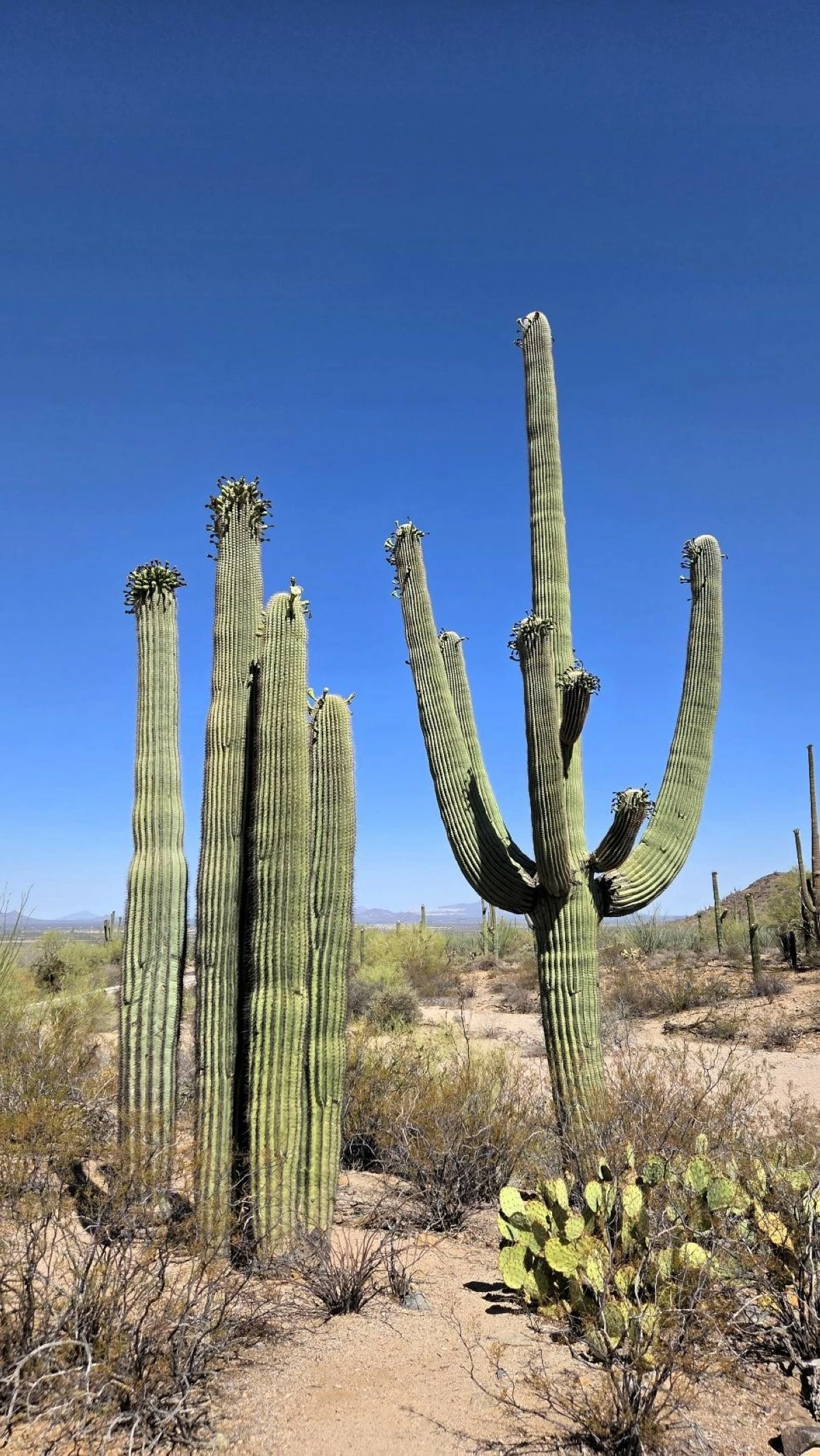 A PRICKLY SIGHT Massive saguaro cactus in Saguaro National Park
