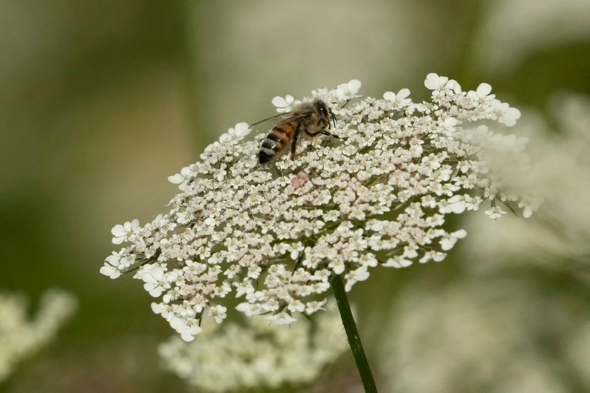 A bee sits on a flower in the rough of the 3rd fairway during the first round of the women's golf event at the 2024 Summer Olympics, Wednesday, Aug. 7, 2024, at Le Golf National, in Saint-Quentin-en-Yvelines, France. (AP Photo/Matt York, File)