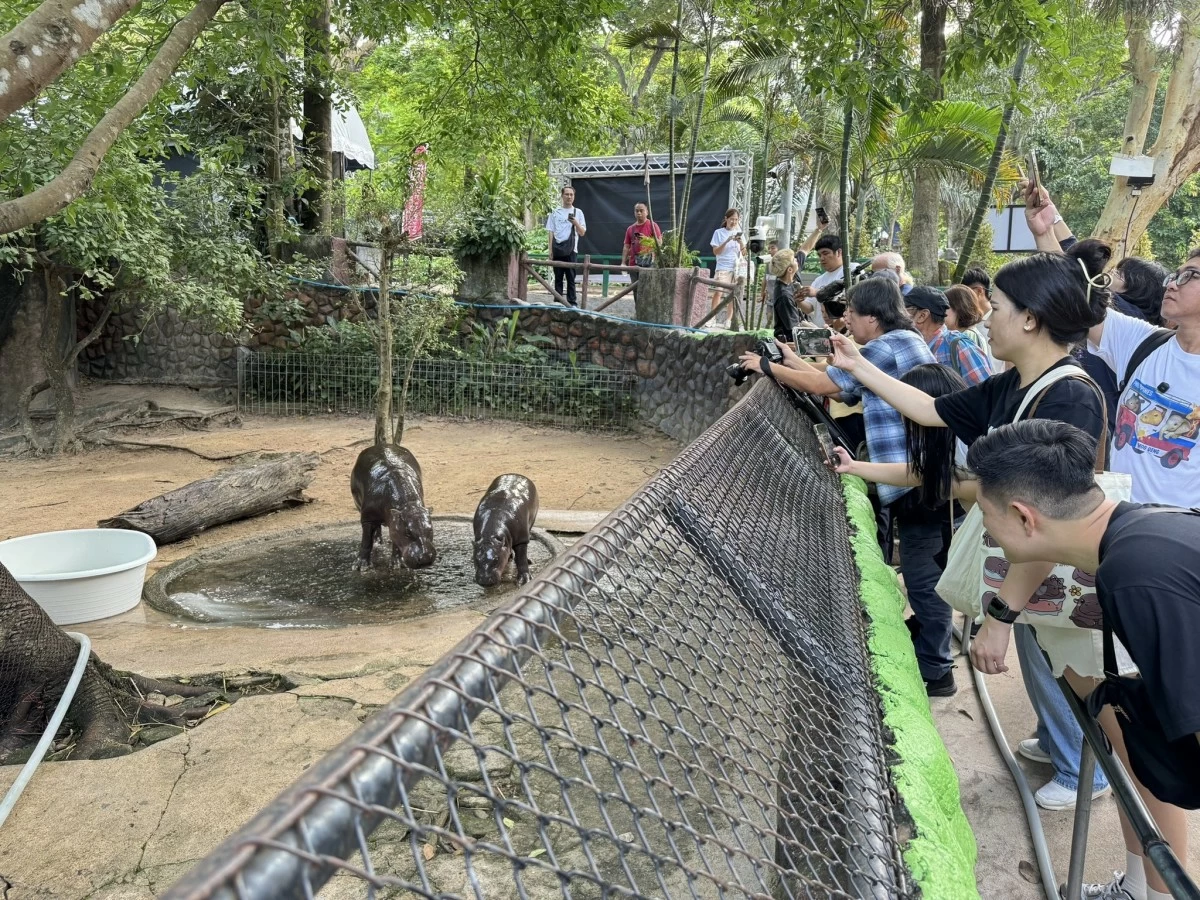 HAPPY BIRTHDAY MOO DENG Visitors greet the pygmy hippo at her enclosure (Photo Khao Kheow Open Zoo)