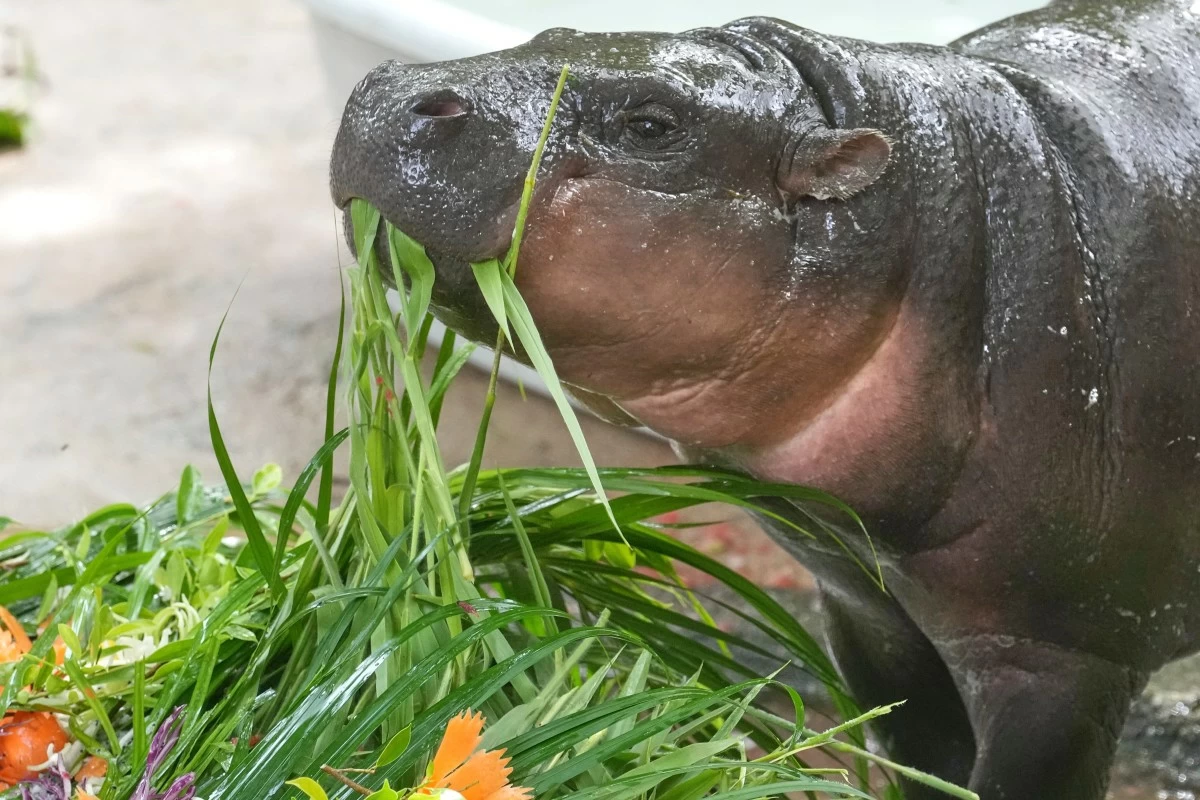 BABY pygmy hippo Moo Deng eats fruit presented for her first birthday celebration at the Khao Kheow Open Zoo in Chonburi province, Thailand, Thursday, July 10, 2025. (AP)