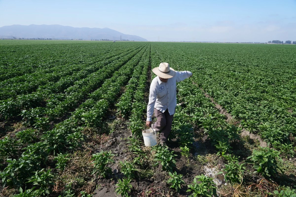 SERGIO Madrigal works on a farm field Friday, July 11, 2025, in Camarillo, California. (AP)