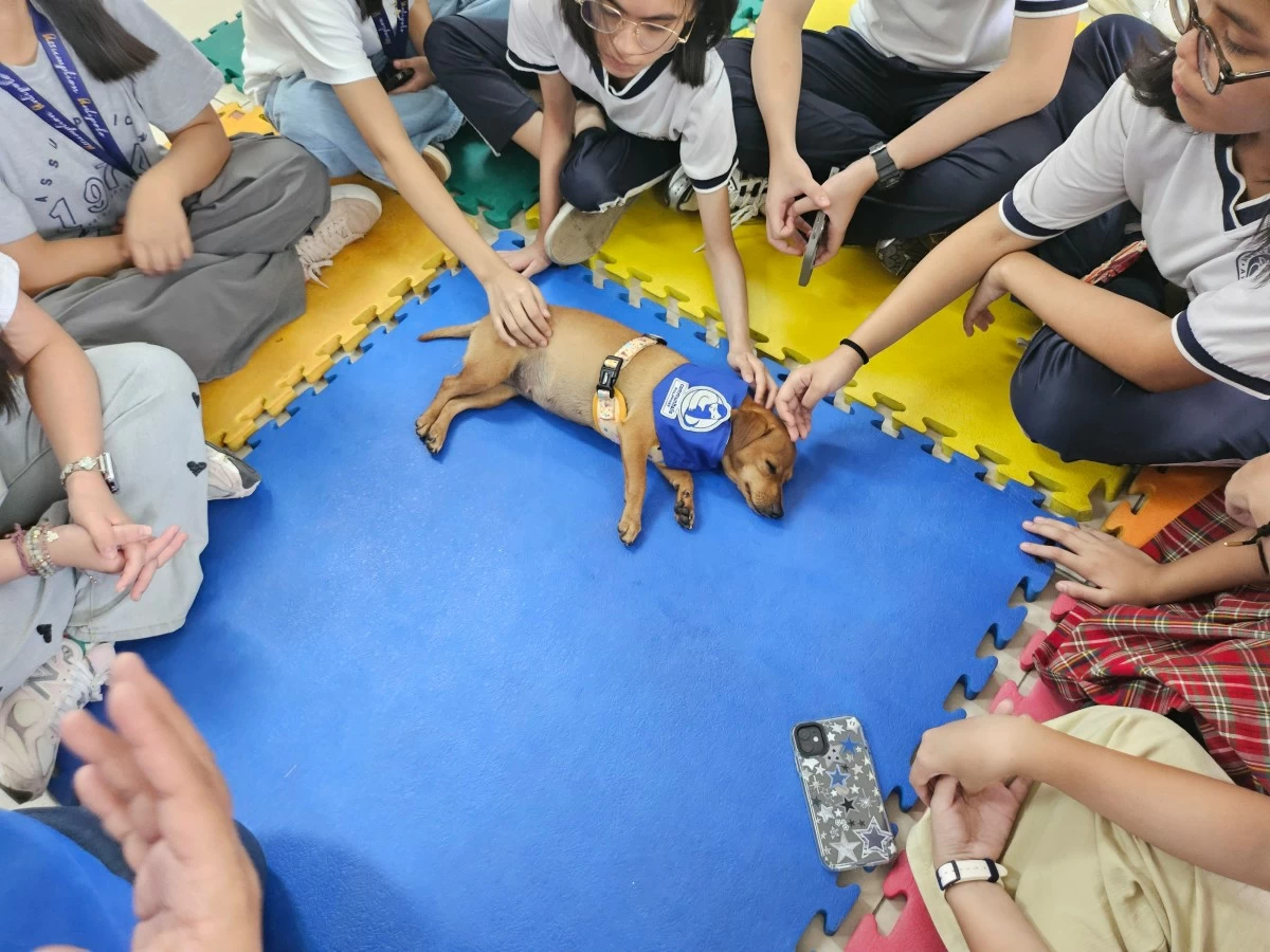 Humans can mentally benefit from even just short interactions with furry friends.