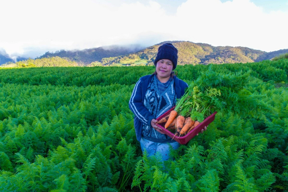 A Nanay farmer in the highlands showcases her bountiful carrot harvest, made possible through ASA Philippines' specialized Agriculture Financing. Her dedication to farming, supported by ASA, ensures food security for her community and a stable livelihood that allows her to provide for her family. 