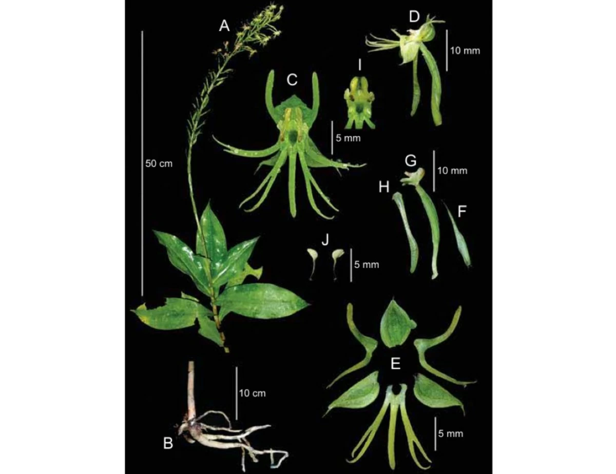 Fig. 2. Habenaria diwata R.Bustam., J.Collantes & M.R.B.Altamirano. A. Flowering plant, upper part. B. Basal part showing stem and roots. C. Ventral view of perianth and column. D. Lateral view of flower. E. Dissected perianth with ventral view of sepals, petals and labellum. F. Floral Bract. G. Lateral view of column and ovary. H. Lateral view of spur. I. Ventral view of column. J. Pollinaria. From the holotype, PTI-SLP1 27. (Photos: J.P.R. Collantes)

