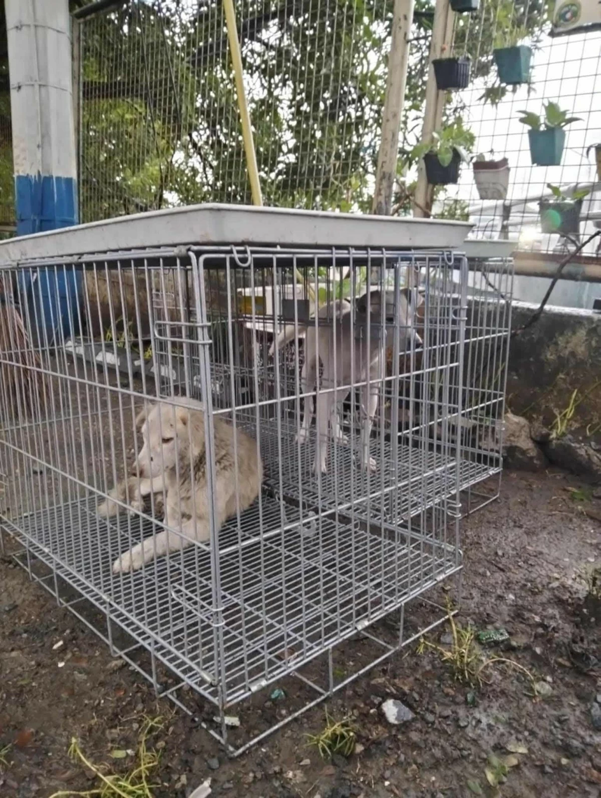 An animal welfare area opens at the evacuation center in Barangay Manggahan, Pasig City, to accommodate pets amid flooding threats.
(Photo from Konsi Kap Quin Cruz)