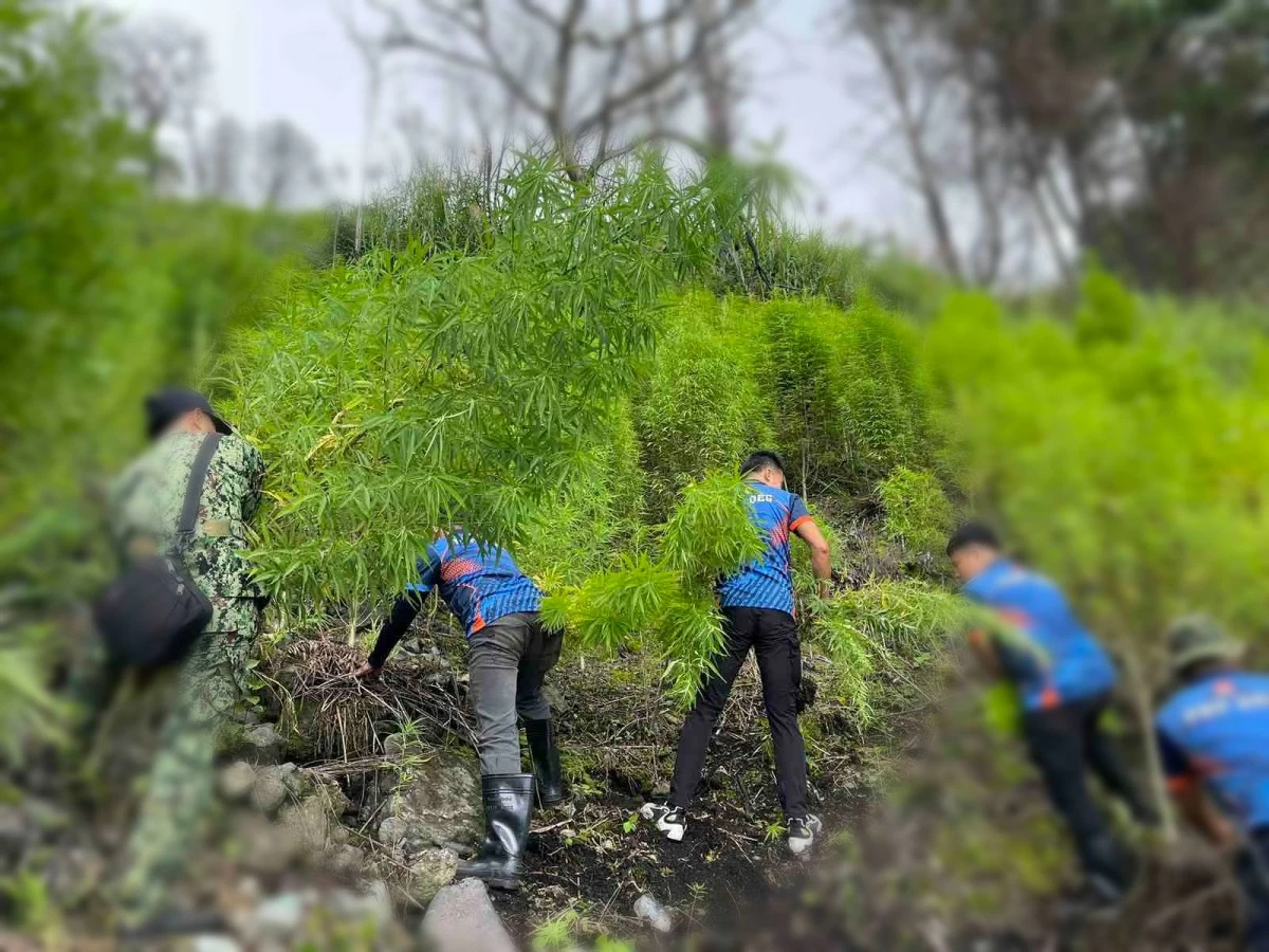 Police anti-narcotics agents uproot marijuana plants in a plantation in Tinglayan, Kalinga on July 21, 2025. (photo: PDEG) 