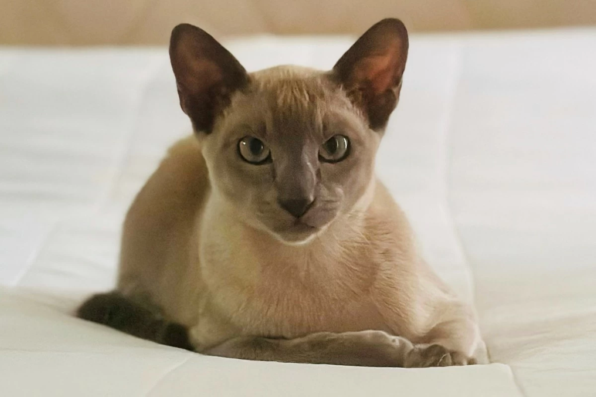 In this photo provided by Helen North, Leo the laundry-stealing cat poses on July 24, 2024, at its home in Auckland, New Zealand. (Helen North via AP)