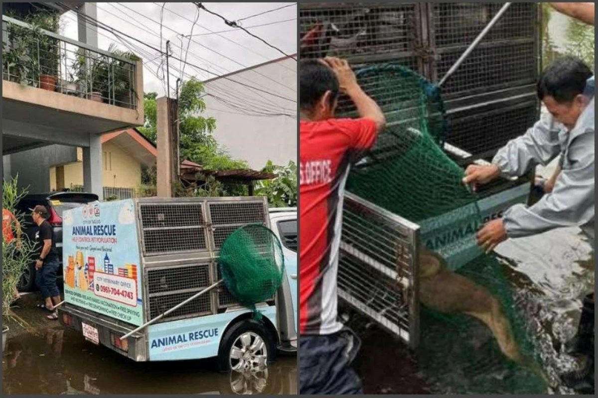 A dog is rescued in Taguig (Photos from the Taguig City government)