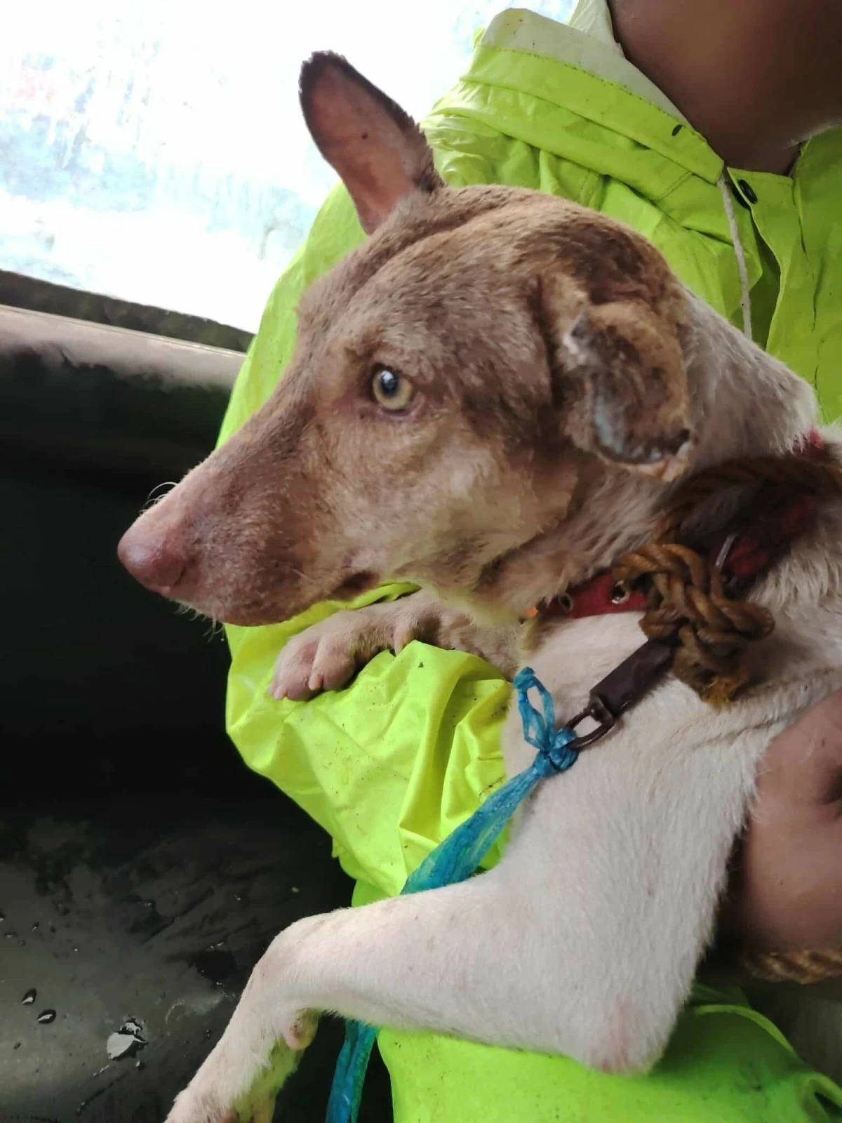 The rescued dog (Photo from Parañaque PIO)