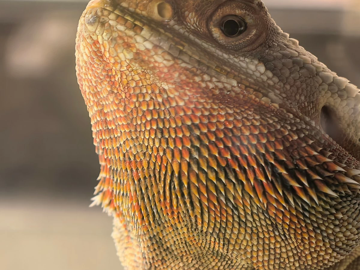 Scale details of bearded dragon from outside of glass enclosure– Photo taken using HUAWEI Pura 80 Ultra