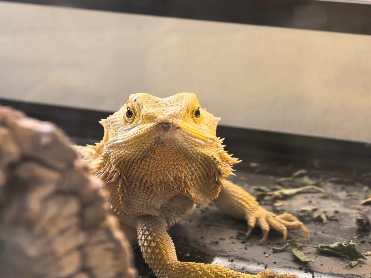 Bearded dragon portrait from outside a glass enclosure– Photo taken using HUAWEI Pura 80 Ultra