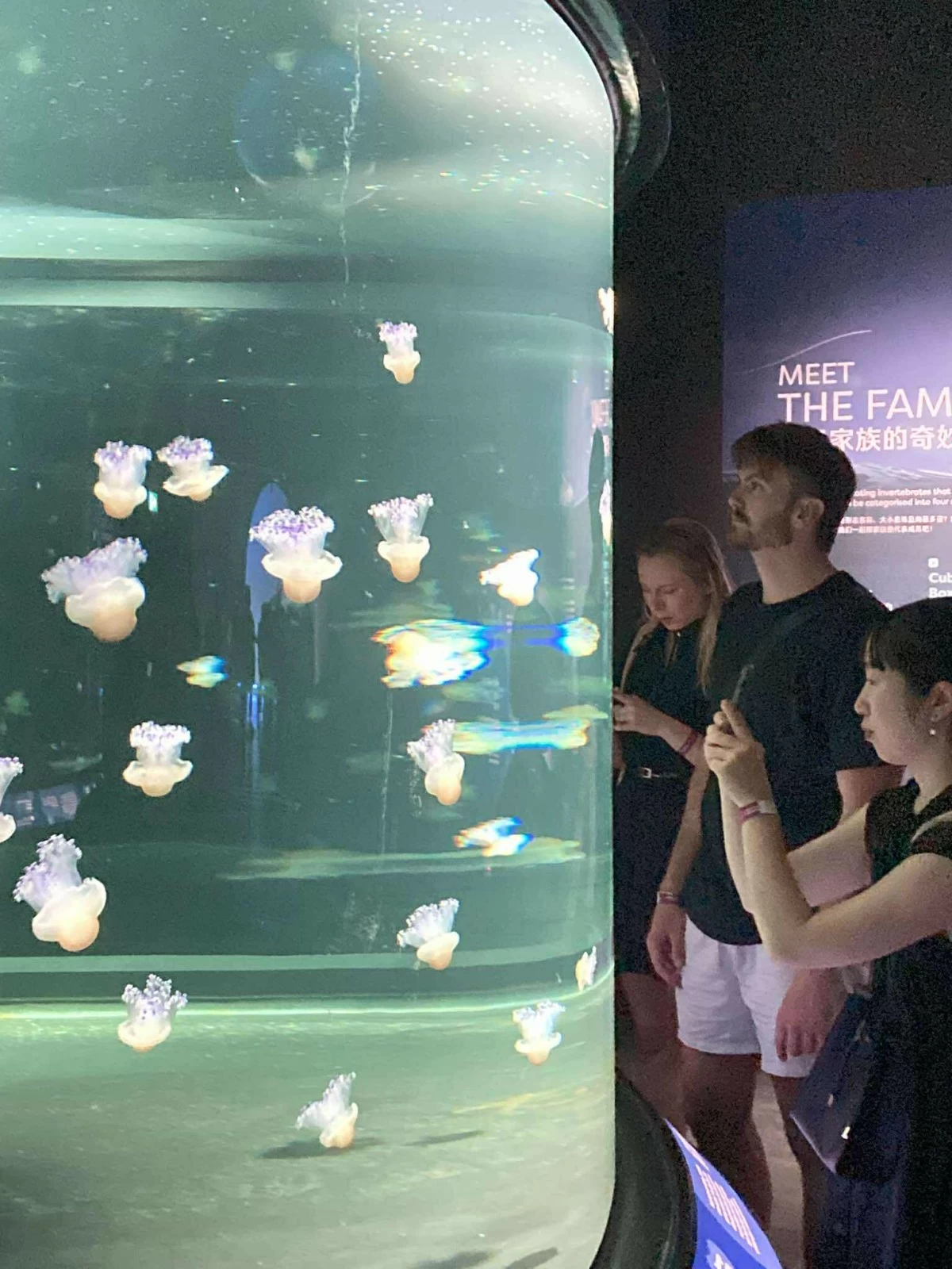 SUNNY SIDE UP Phacellophora are referred to as fried egg jellyfish due to their resemblance to the breakfast staple