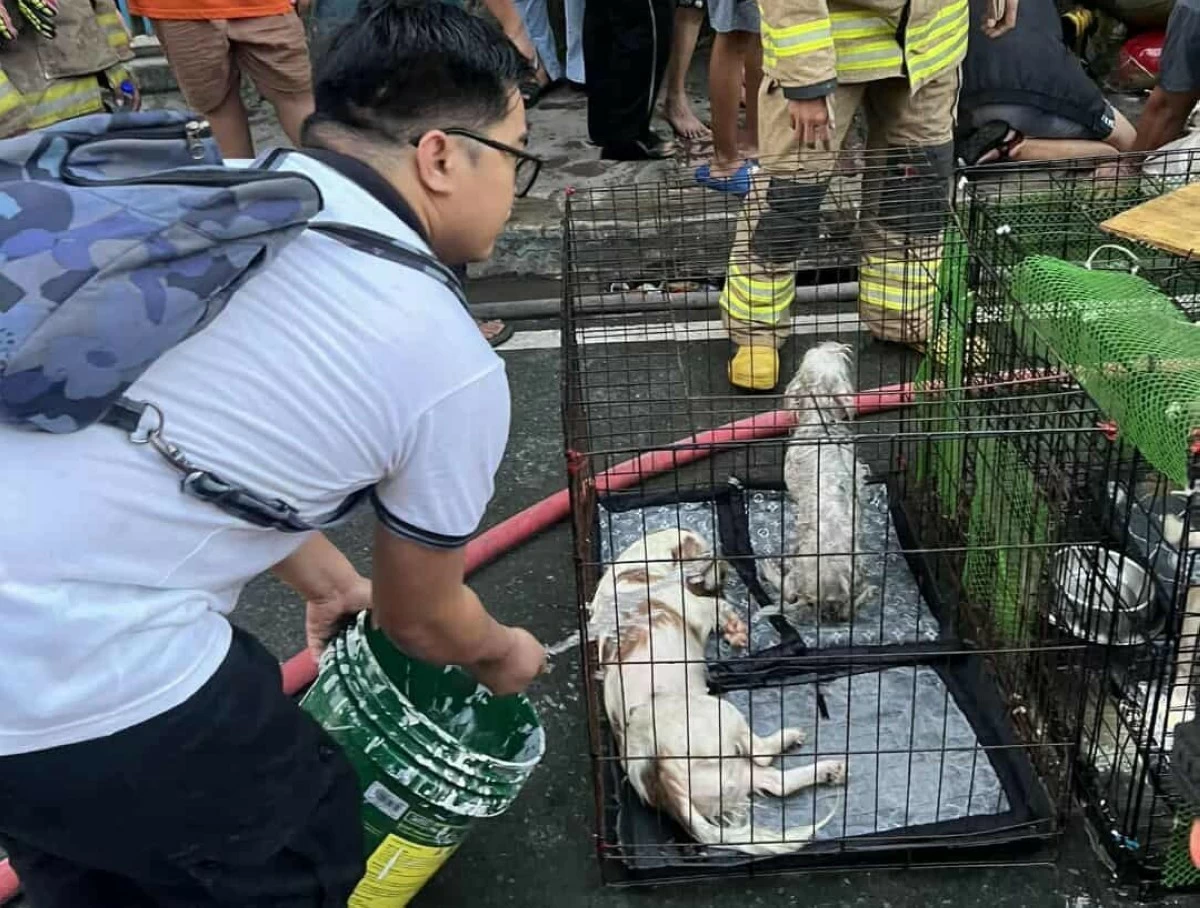 Firefighters and barangay officials work together to rescue trapped dogs during a residential fire in Marikina City.
(Photos courtesy of Marikina BFP and Kagawad Marlou Parro)