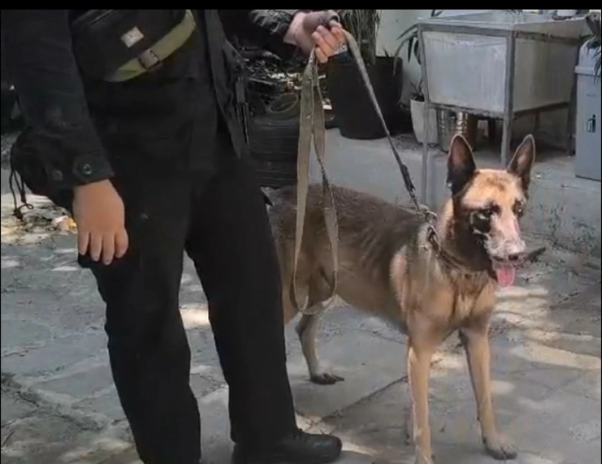 Canine unit clarifies viral photo of underweight police dog in Manila