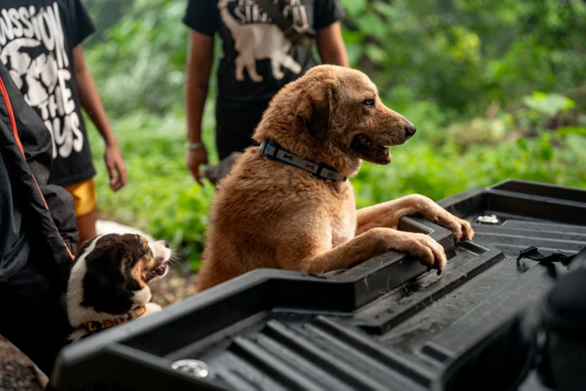 The Pawssion Project pets approve of the modifications to the Mazda BT-50.