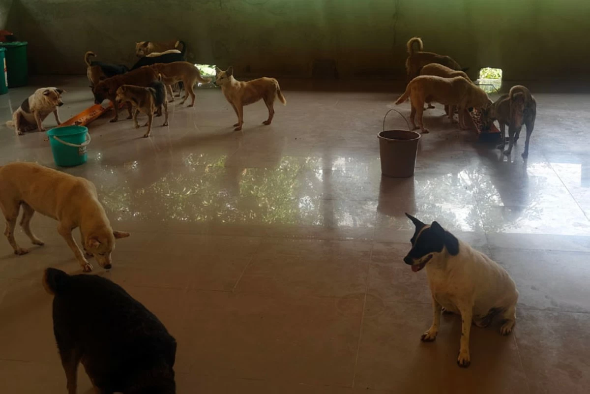 The Pawssion Project facility in Bulacan houses several hundred animals and hopes to find new homes for these neglected animals.