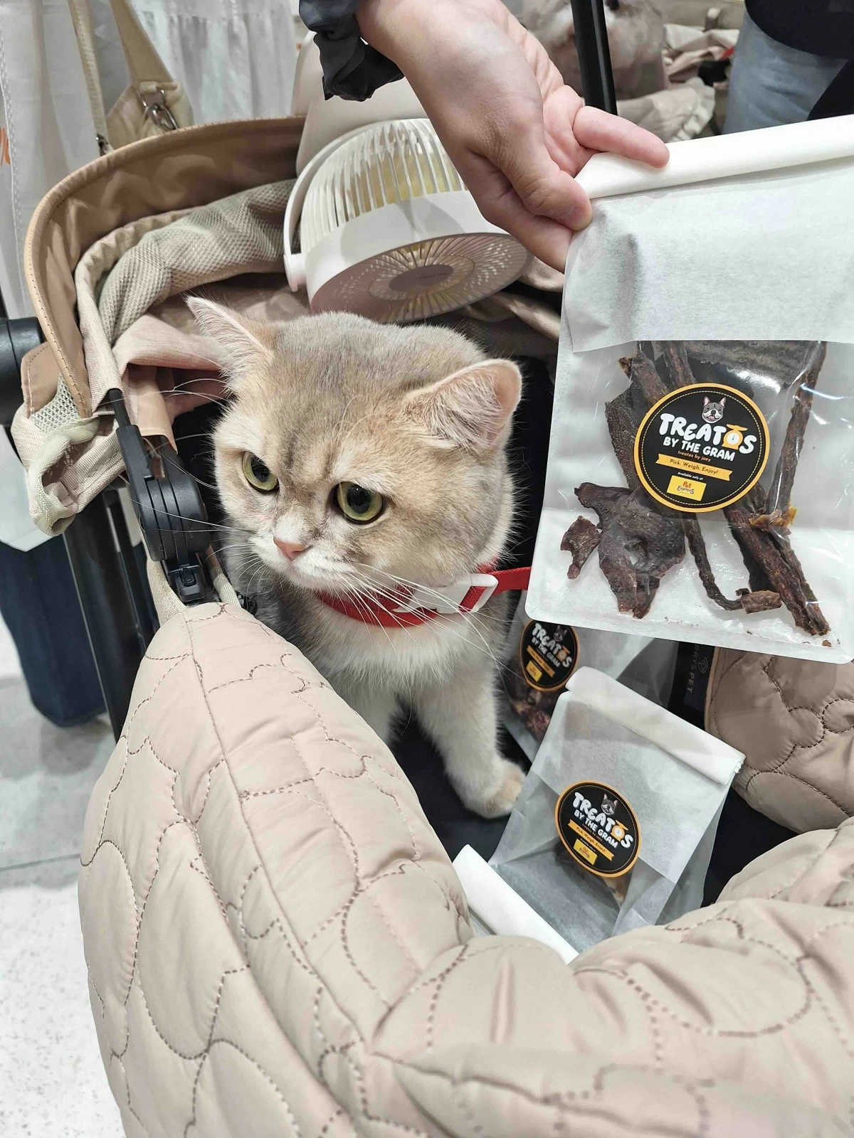 Kitty waiting to try out their healthy snacks