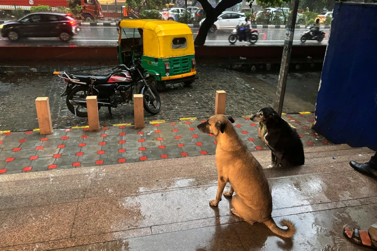 FILE - Commuters and stray dogs take shelter at a metro station from rain in New Delhi, India, Sept. 13, 2024. (AP Photo/Manish Swarup, File)