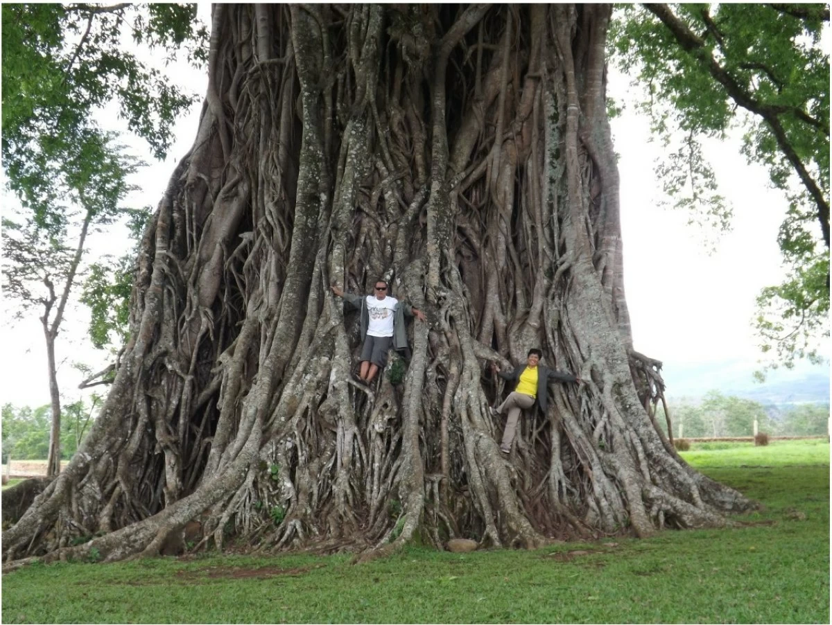 Close-up of the Wonder Balete's Bark – A detailed view of the gnarled, time-weathered bark, highlighting its age and character. (Photo credit: Touristang Pobre)