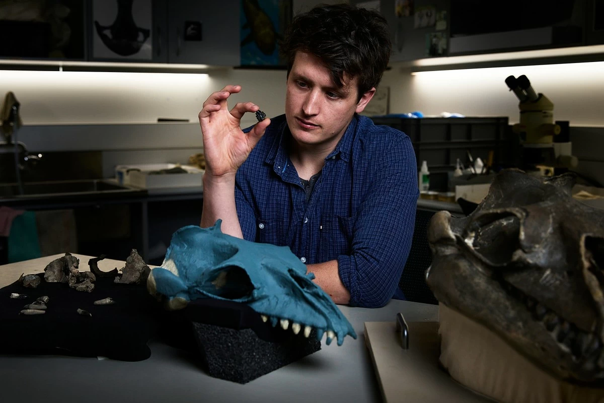 In this photo provided by Museums Victoria Ruairidh Duncan examines a tooth and partial fossil skull, at left, in the palaeontology lab at Melbourne Museum in Melbourne, Australia, Aug. 5, 2025. (Tom Breakwell/Museums Victoria via AP)