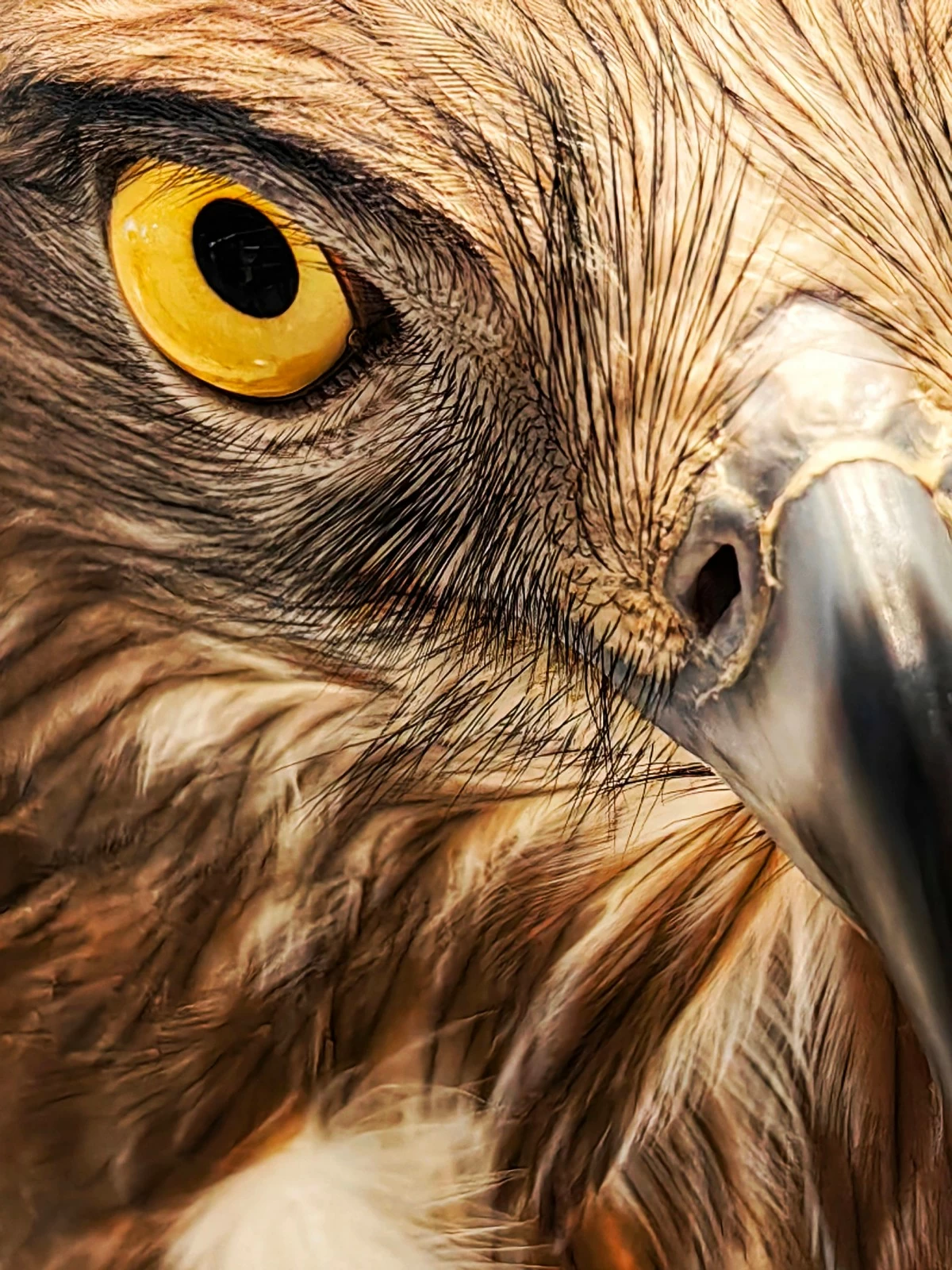 Eagle’s Eye – Ferdinand Bendana shot using the HUAWEI Mate 50 Pro