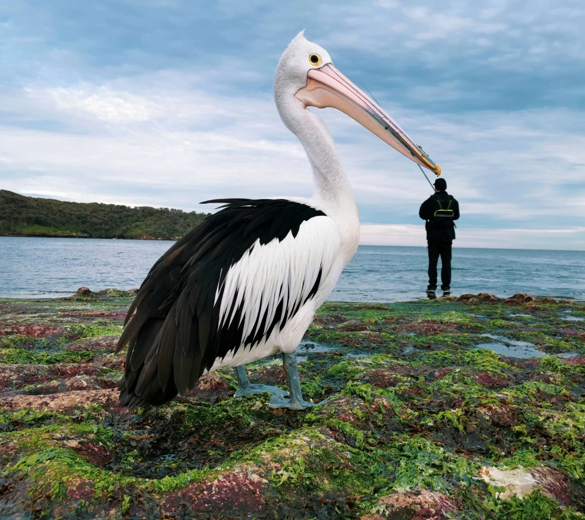 Pick a Beak – Justin Mendoza shot using the HUAWEI P30 Pro