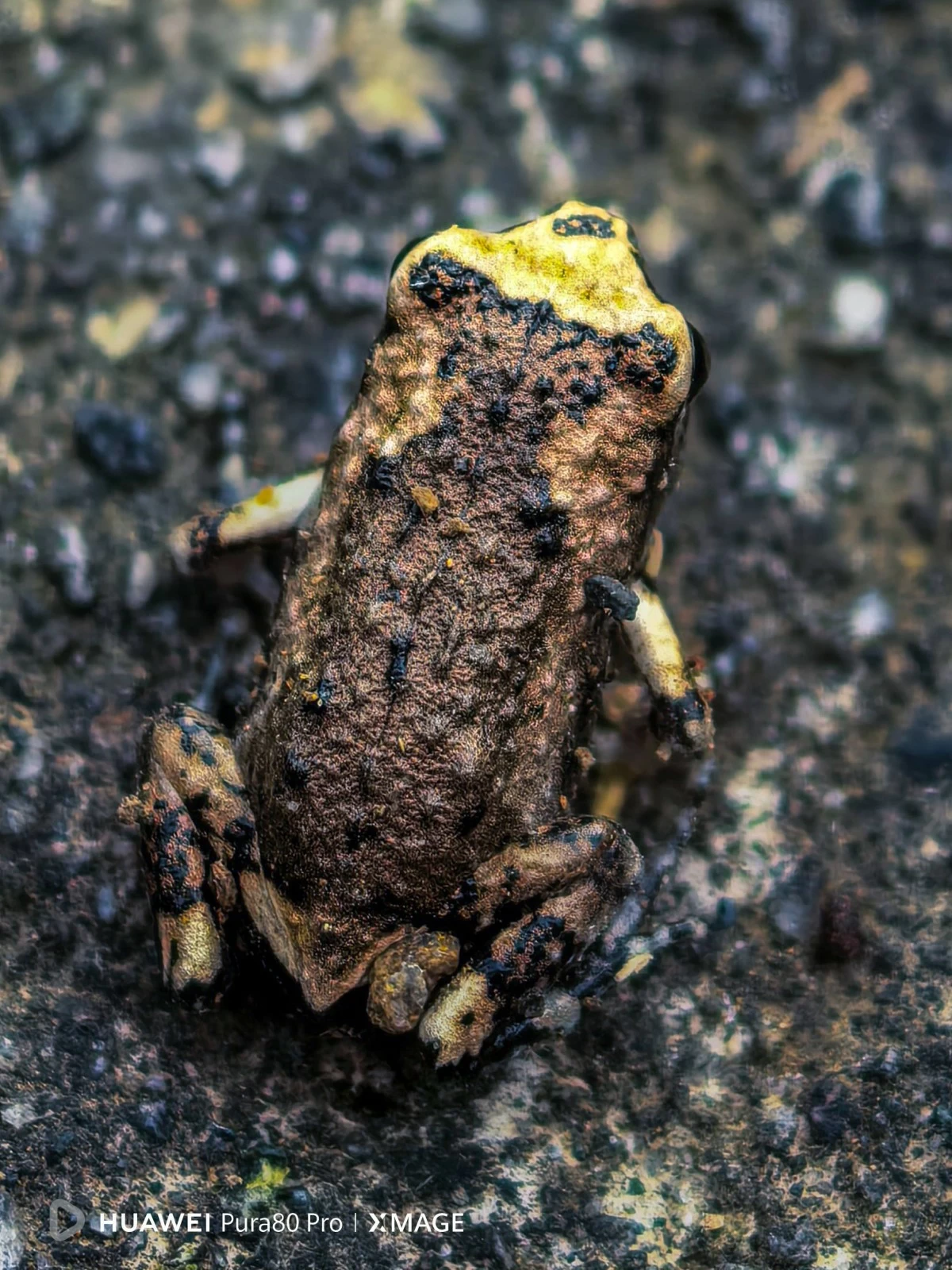 Photos by Edwin Martinez shot using the HUAWEI Pura 80 Pro