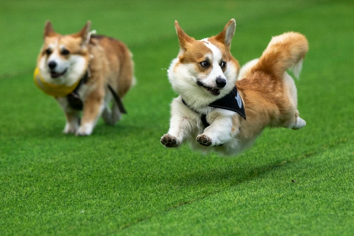 Corgis race during a international event Corgi Race Vilnius 2025 in Vilnius, Lithuania, Saturday, Aug. 23, 2025. (AP Photo/Mindaugas Kulbis)