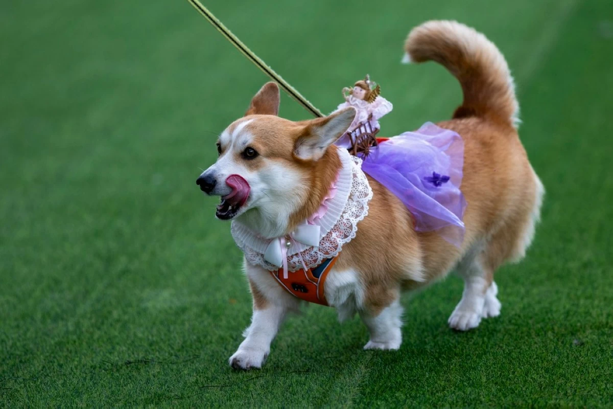A corgi dog participates in a fashion show during a international event Corgi Race Vilnius 2025 in Vilnius, Lithuania, Saturday, Aug. 23, 2025. (AP Photo/Mindaugas Kulbis)