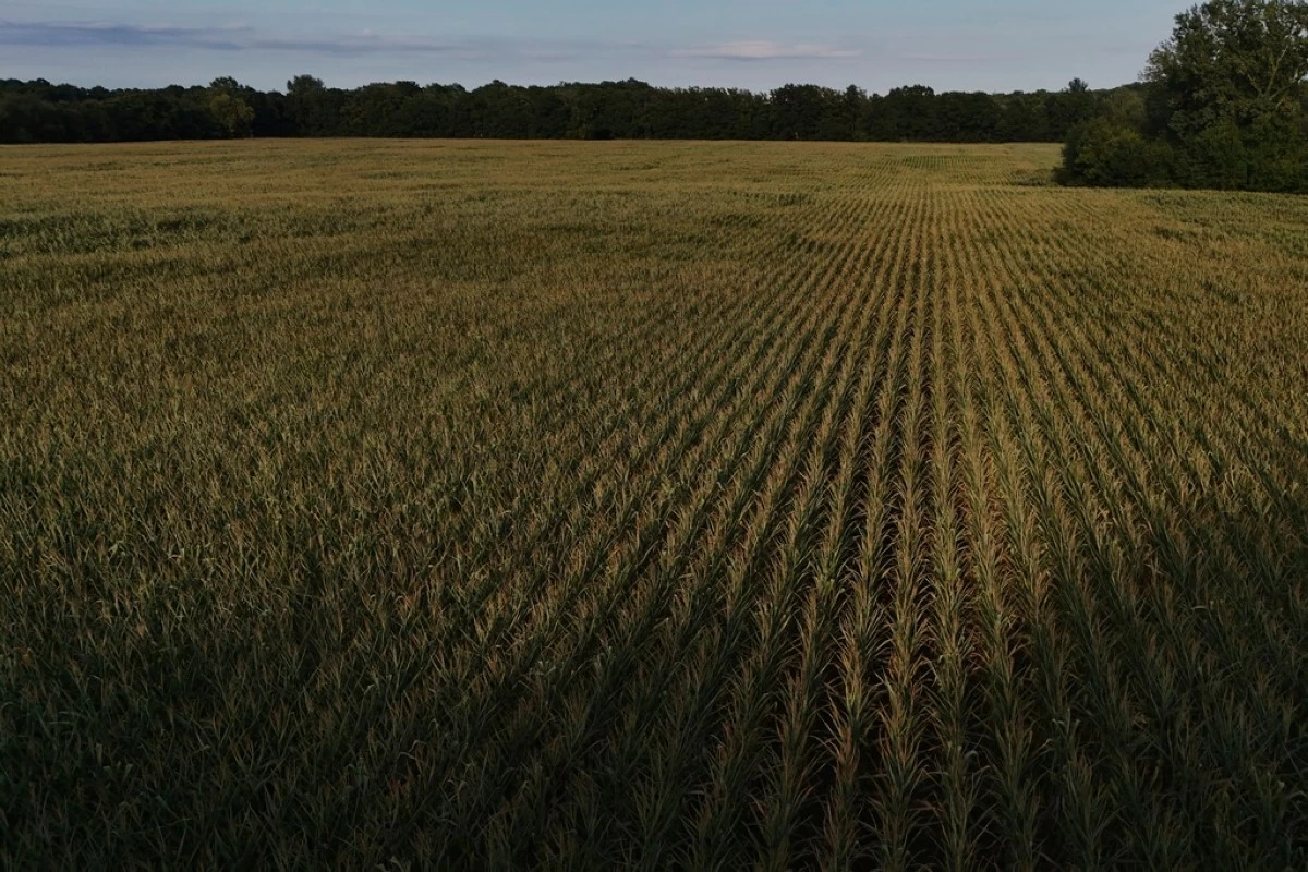 Stressed corn grows in a field Monday, Aug. 18, 2025, in Paw Paw, Mich. (AP Photo/Joshua A. Bickel)