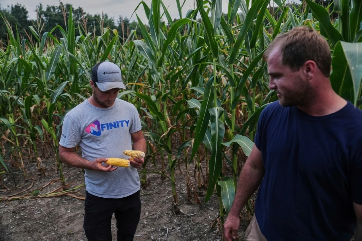Robb Rynd, left, inspects ears of corn from his brother, Gary Rynd, right, Monday, Aug. 18, 2025, at their field in Paw Paw, Mich. (AP Photo/Joshua A. Bickel)