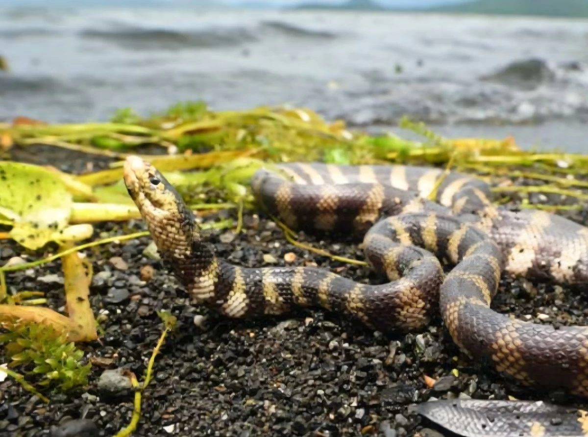 Taal Sea Snake (EsquireMag.ph)