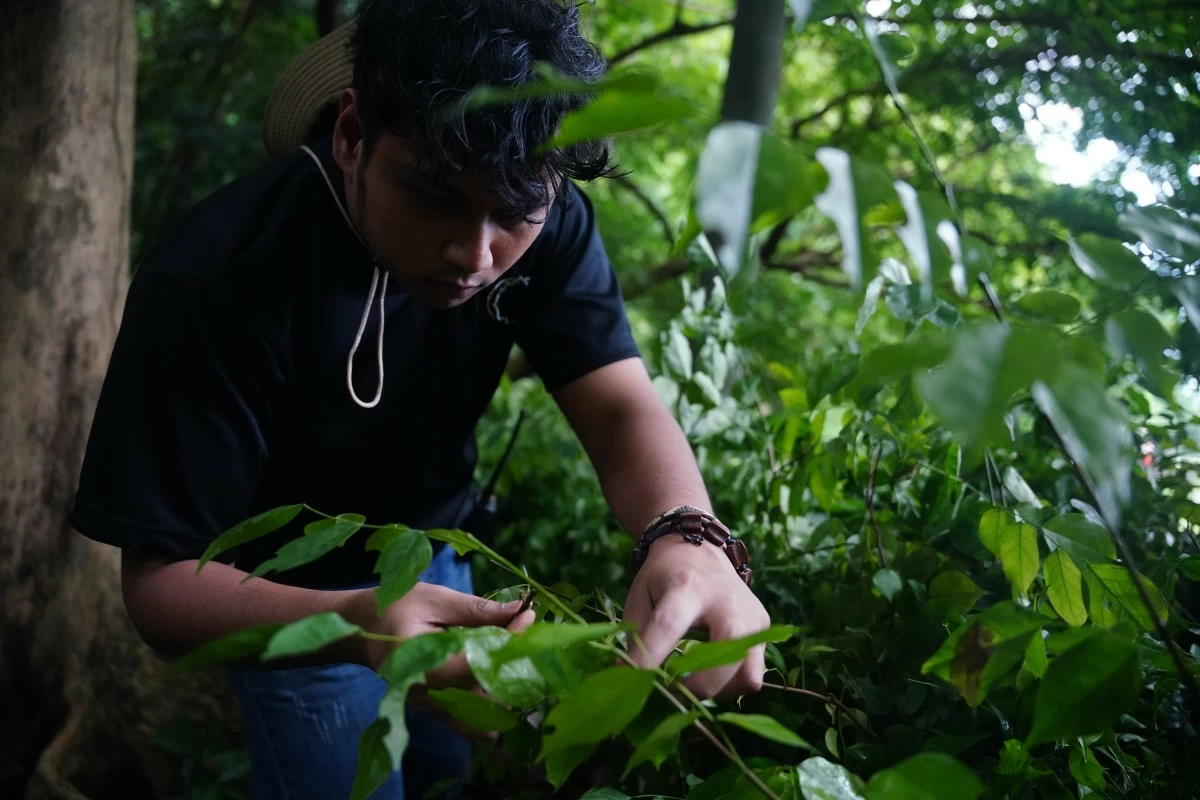 A Masungi park ranger inspects newly delivered seedlings for reforestation of the Upper Marikina Watershed