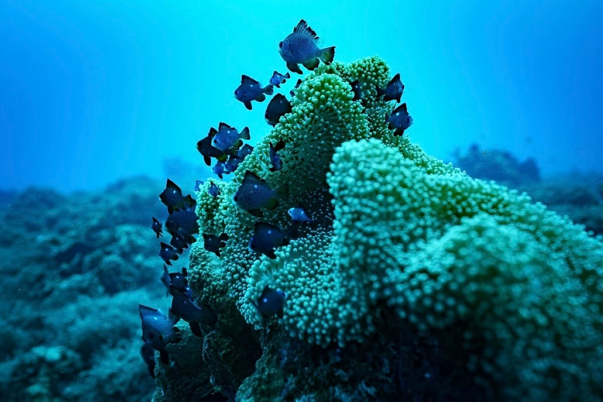 FILE - Fish swim at Havannah Harbour, off the coast of Efate Island, Vanuatu, July 20, 2025. (AP Photo/Annika Hammerschlag, File)